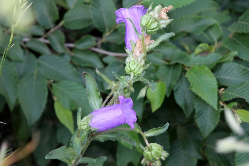 Campanula medium